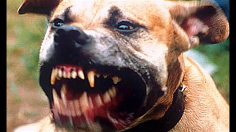 Pit Bull Ataca Duas Pessoas Em Via P Blica De Vit Ria Da Conquista