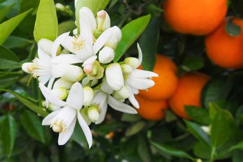 Orange Tree Flowers » Top Facts