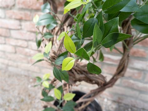 Ficus Spiral Trunk Artificial Plant 160cm Europalms