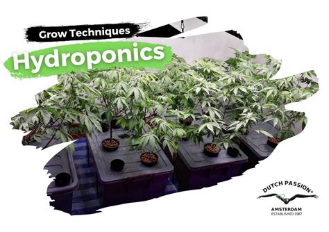 Hydroponic Cannabis Growing Guide Dutch Passion