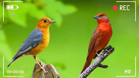 Bird Chirping Sound 24 Hours Of Beautiful Birds No Music Relaxing