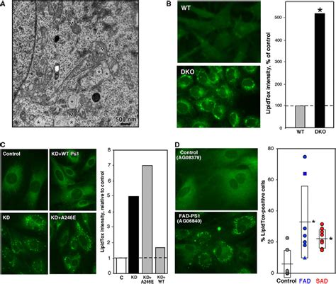 Detection Of Lipid Droplets In PS Mutant And AD Cells A EM Of DKO