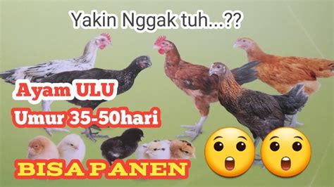 Ayam Ulu Itu Jenis Ayam Apa Yakin 35 Hari Bisa Panen 🤔🤔 Youtube