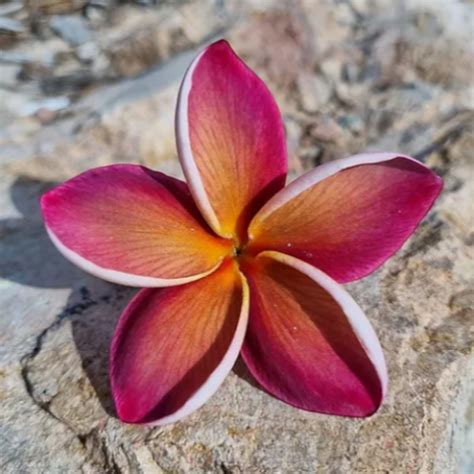 Frangipani George Brown Four Seasons Nursery