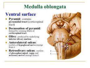 Medulla Oblongata - Function, Location, Anatomy and Related Condition