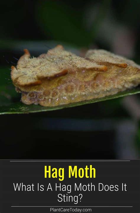 What Is A Hag Moth? Is It Safe?