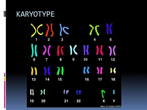 Ppt Sex Chromosomes Powerpoint Presentation Free Download Id3063835