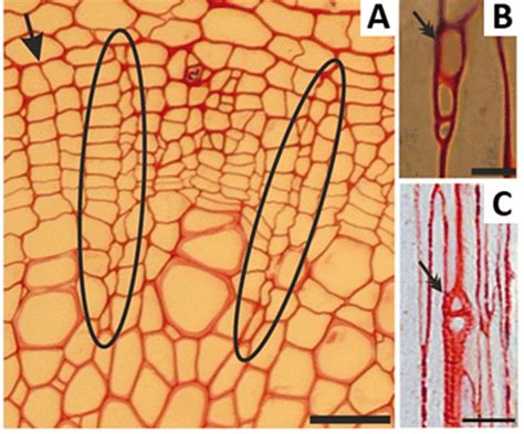 weight induced formation  vascular rays   arabidopsis