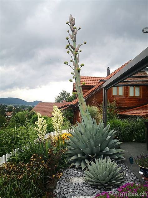 Eine Agave Neomexicana Ssp Von A Parryi Winterhart Canton Basel