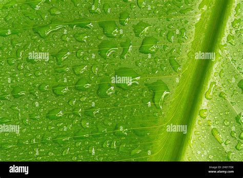 Detail Shot Of A Banana Leaf With Water Drops Macro From Leaf Of