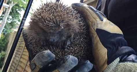 Sonic The Hedgehog Rescued From Woodley Drain After Firefighter