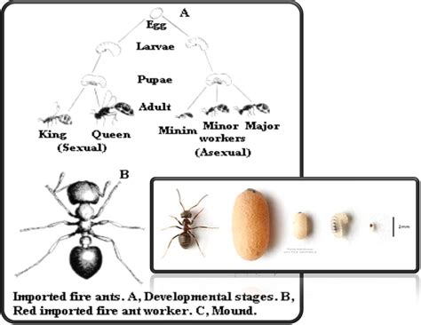 Ants Introdução Formigas Ants