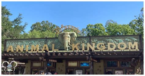 A Guide For Things To Do In Disneys Animal Kingdom Magical Guides