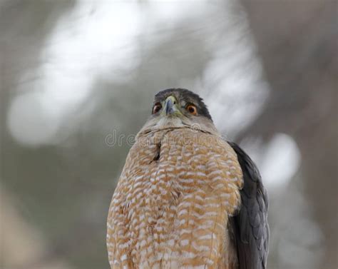 Cooper Hawk in Hunting Mode Stock Image - Image of winter, cooper ...