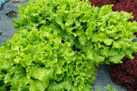 Premium Photo | Growing lettuce in the backyard garden lettuce ...