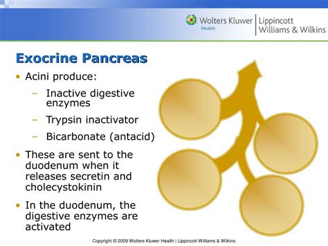 PPT - Chapter 29 Disorders of Hepatobiliary and Exocrine Pancreas ...