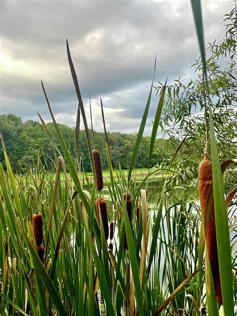 Cattails By The Lake Photograph By Gizelle Keppler Fine Art America