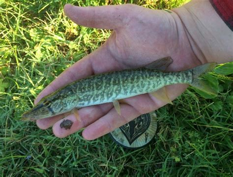 Pickerel, Grass | www.roughfish.com