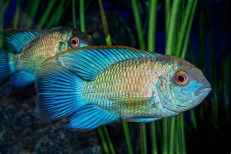 Electric Blue Acara Care Guide Tank Mates Breeding Tank Size And Setup