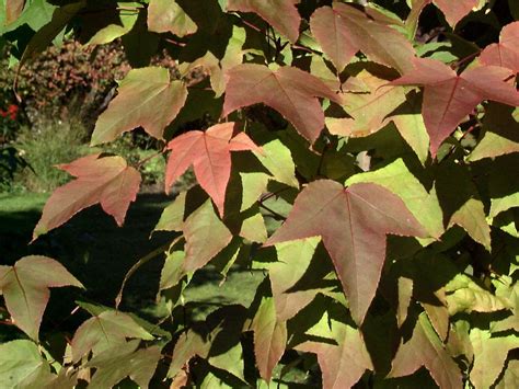 Liquidambar Formosana Var Monticola Formosan Sweet Gum Van Den