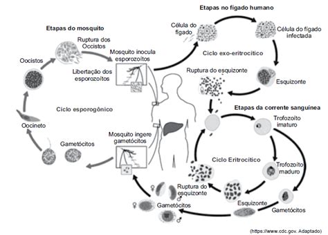 A Malária é Causada Pelo Protozoário Plasmodium Spp E Trans