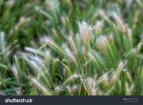 2,623 Foxtail weed Images, Stock Photos & Vectors | Shutterstock