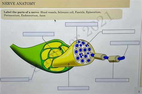 Solved NERVE ANATOMYLabel The Parts Of A Nerve Blood Chegg