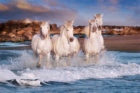 Cavalos Brancos Na Praia Foto Premium