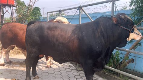 SAPI KURBAN MONSTER PRABOWO SUBIANTO HITAM DAN GAGAH DARI LESTARI FARM