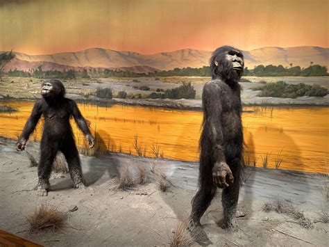 Australopithecus Afarensis In The Las Vegas Natural Histor Flickr