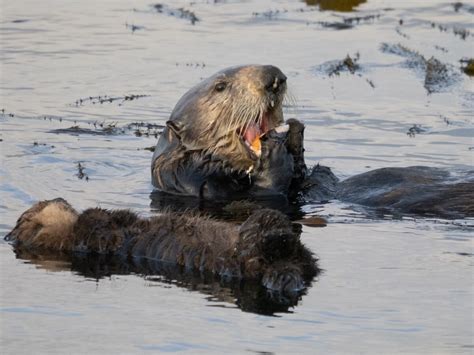 Southern Sea Otter Food Choices – Ingrid Taylar Foto