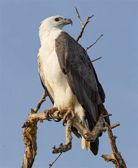 White Bellied Sea Eaglepygargue à Ventre Blanc Haliaeetus Leucogaster