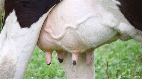 Ways To Assess The True Cost Of Mastitis To Your Farm Farming