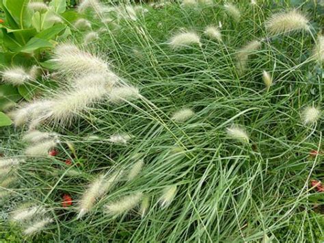 Pennisetum villosum Herbe aux écouvillons Pépinière l Arc en Fleurs