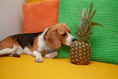 Köpekler ananas yer mi Petibom