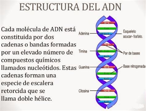 Estructura Del Adn Solo Ciencia