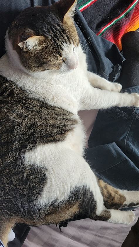 This Chunky Cats Name Is Buddy Hes An Asshole Rcatpics