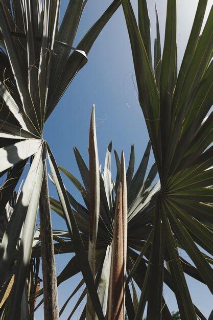 Premium Photo Low Angle View Of Palm Tree Against Sky