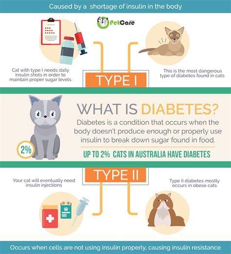 Diabetes In Cats Signs Managing Diabetes Mellitus