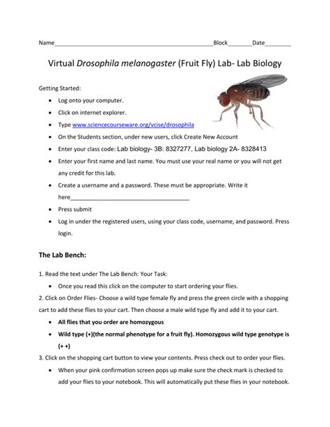 Virtual Drosophila Melanogaster Fruit Fly Lab