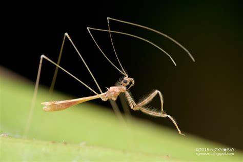 Thread Legged Assassin Bug Emesinae DSC 2331 Ademula O Nicky