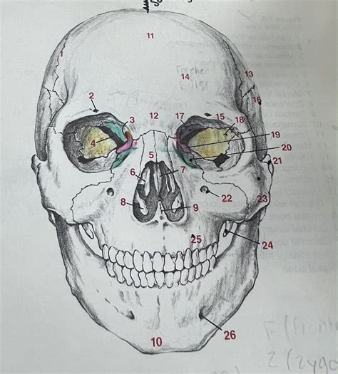 Skull, front view Diagram | Quizlet