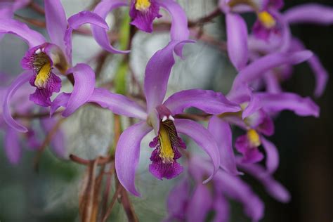 Lavender Orchids Photograph by Carrie Goeringer | Fine Art America