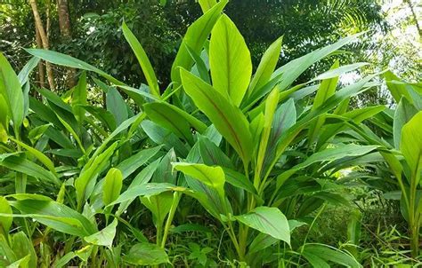 Daun Kunyit Fakta Nutrisi Kegunaan Khasiat Cara Tanam