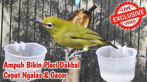 TERAPI BURUNG PLECI DAKUN BALI Pleci Dakbal Ngeriwik Dengan Suara Air