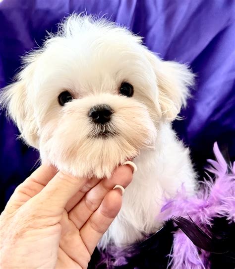 Maltese Availability - Bella Dolce Maltese