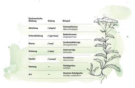 Pflanzenkunde Arten Sorten Ordnung Und Weitere Begriffe