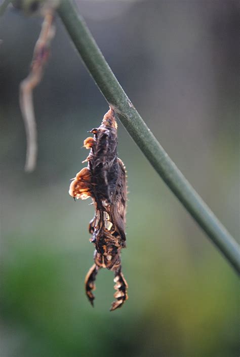 Waiting For Leaf Like Zebra Longwing Cocoon To Open A Photo On Flickriver