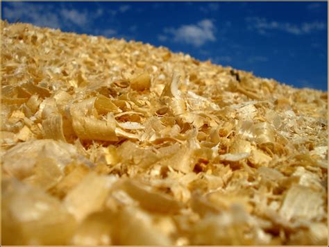 Services | Bulk Shavings in Ocala