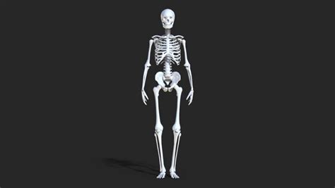 Human Skeleton With Alpha Matte Stock Footage Video 1692166 Shutterstock